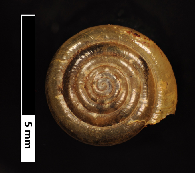 V. cerinoideus